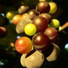 Grow Grapes at Home