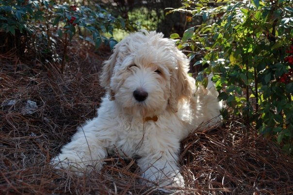 milliepuppy